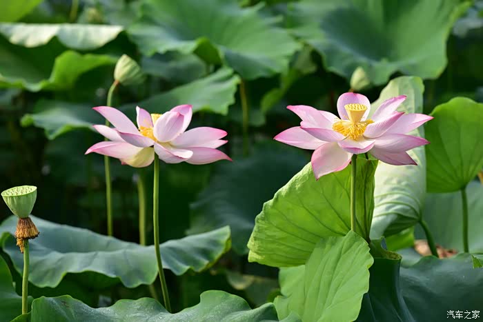 荷色生香【广汉南兴欢喜花田】