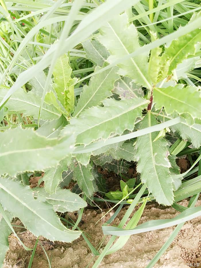 刺蓟:陕西关中地区有拿这个做成面吃的