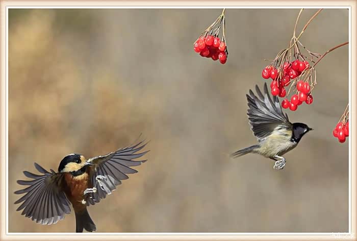 【大连cs75车友俱乐部188】在这冬聆听鸟的啼鸣——拍鸟行摄记