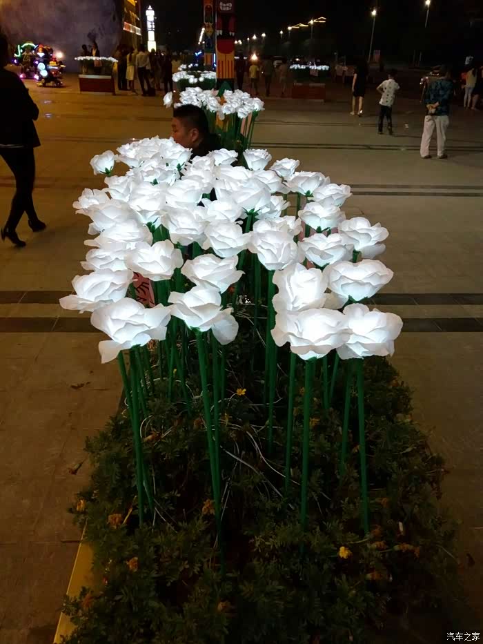 带电的玫瑰?花!白玫瑰的花语啥?