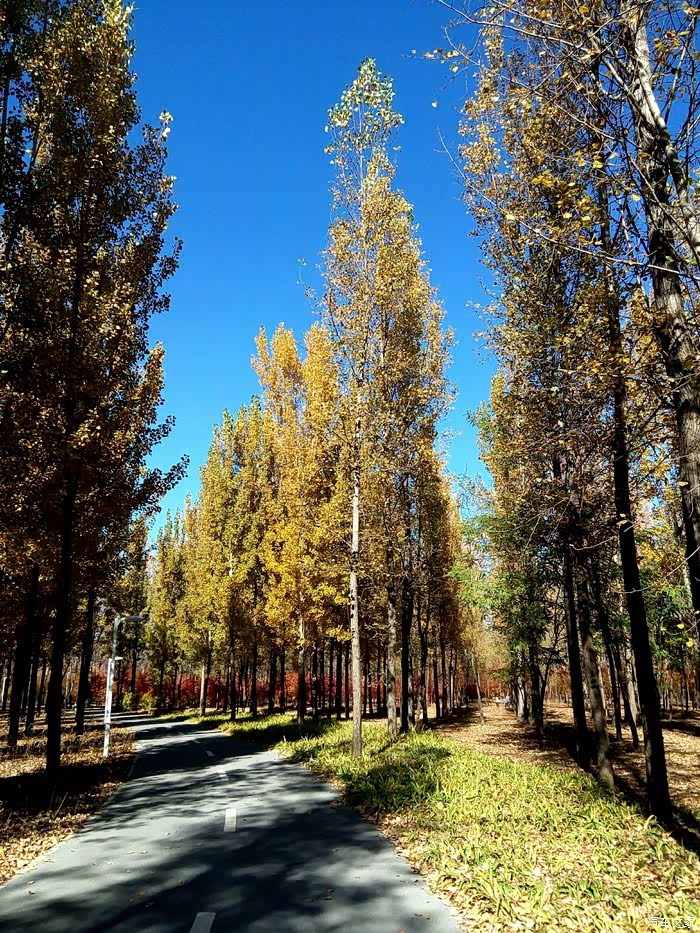 秋色@ 小井村 ( 已新增拍摄地点示意图於 74 楼)