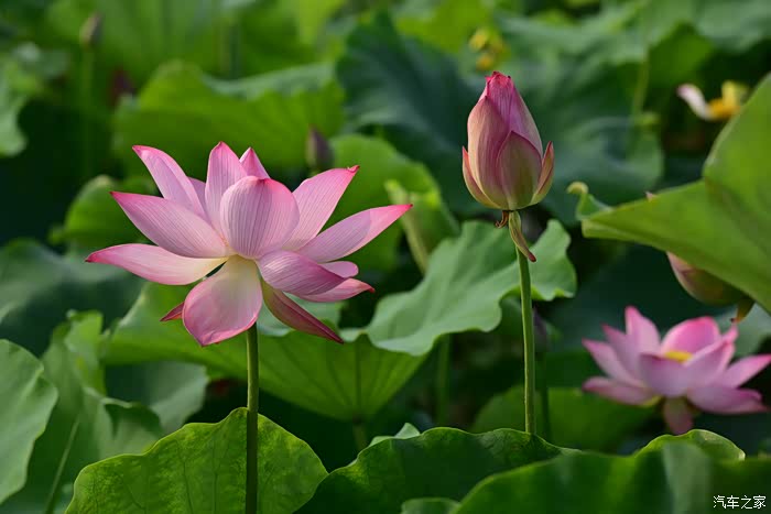 荷色生香【广汉南兴欢喜花田】