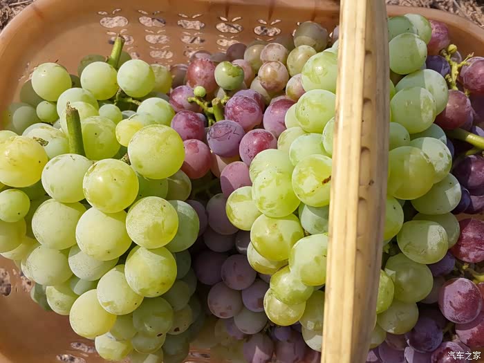 斯柯达野帝的发现美味紫提葡萄熟啦多种口味甜的腻歪