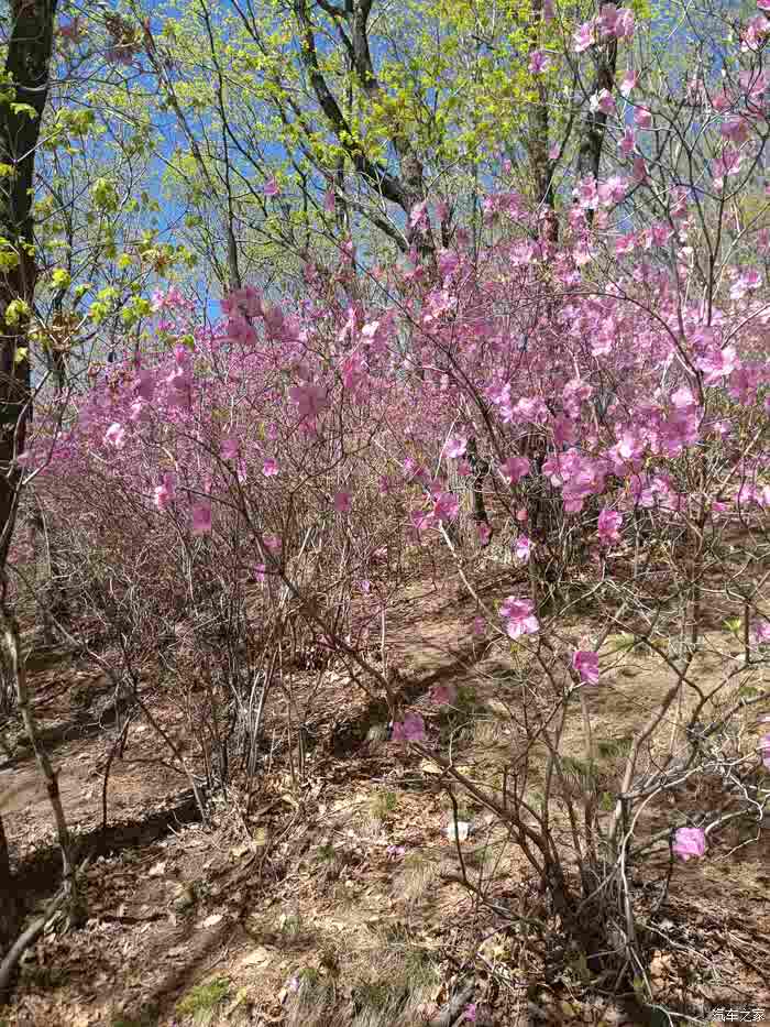 东丰县杜鹃花