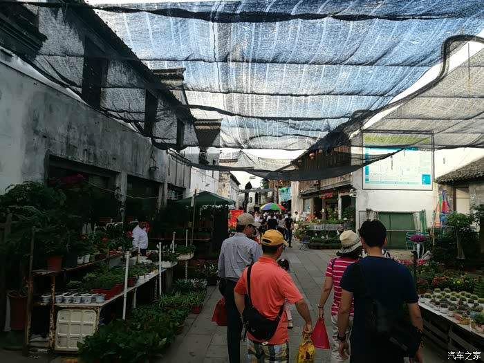 花鸟坊应该是本地人的花鸟市场,热闹,接地气,逛了一圈,带了一束玫瑰花