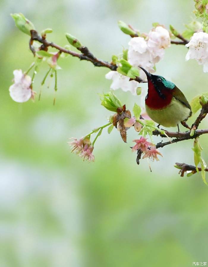 春眠不覺曉,處處聞啼鳥.