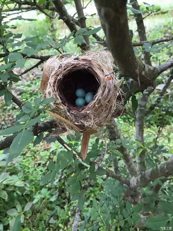 这张照片唤起了许多人童年的记忆吧,下河摸鱼,上树掏鸟窝.
