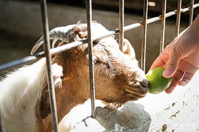 【记武汉传祺gs4车友十月金秋聚会】烤全羊吃到爽