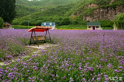 【自驾游】去人间花海住小木屋看花,游泳看美女(图片多多)
