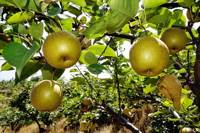 天坪山的梨子熟了