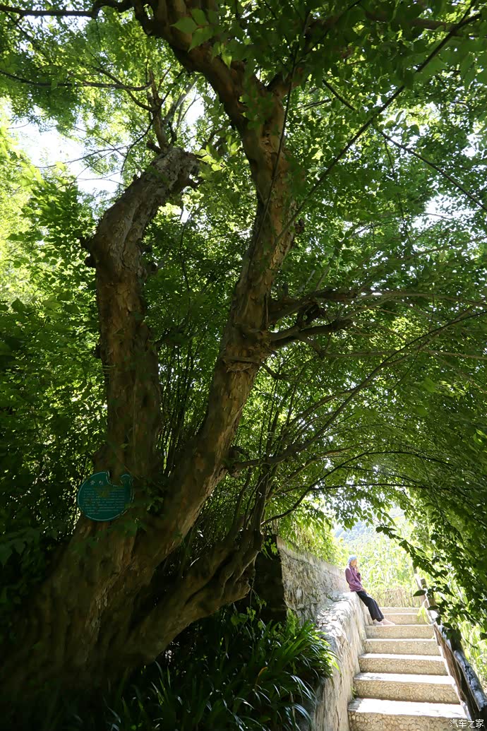 桂花庄的千年青檀木