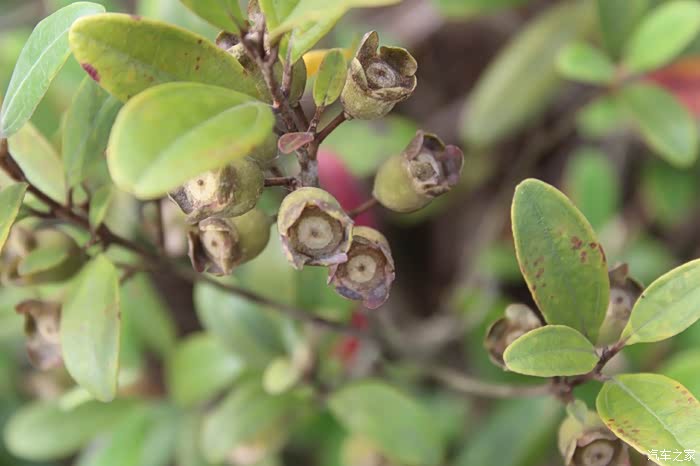 上山摘楠子之旅多图慎入建议wifi下打开申精