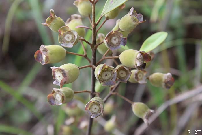 上山摘楠子之旅多图慎入建议wifi下打开申精