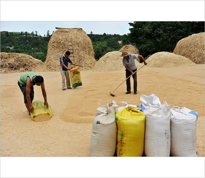 童年记忆之农忙收麦