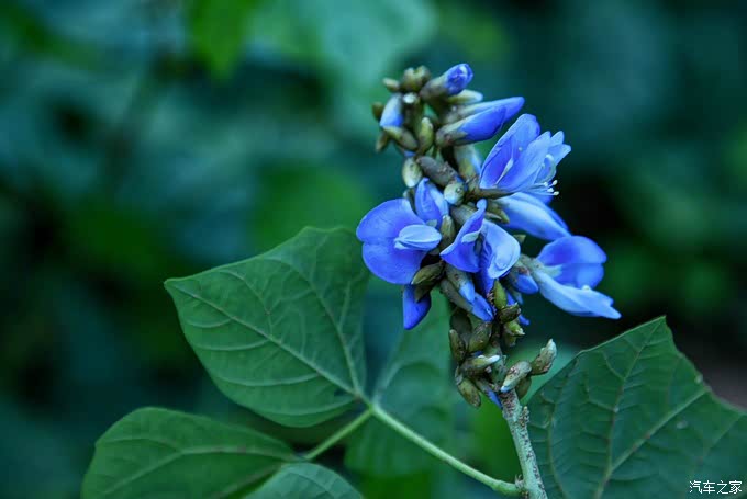 凉薯的花,估计这个见过的人会少一些