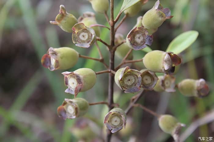 上山摘楠子之旅多图慎入建议wifi下打开申精
