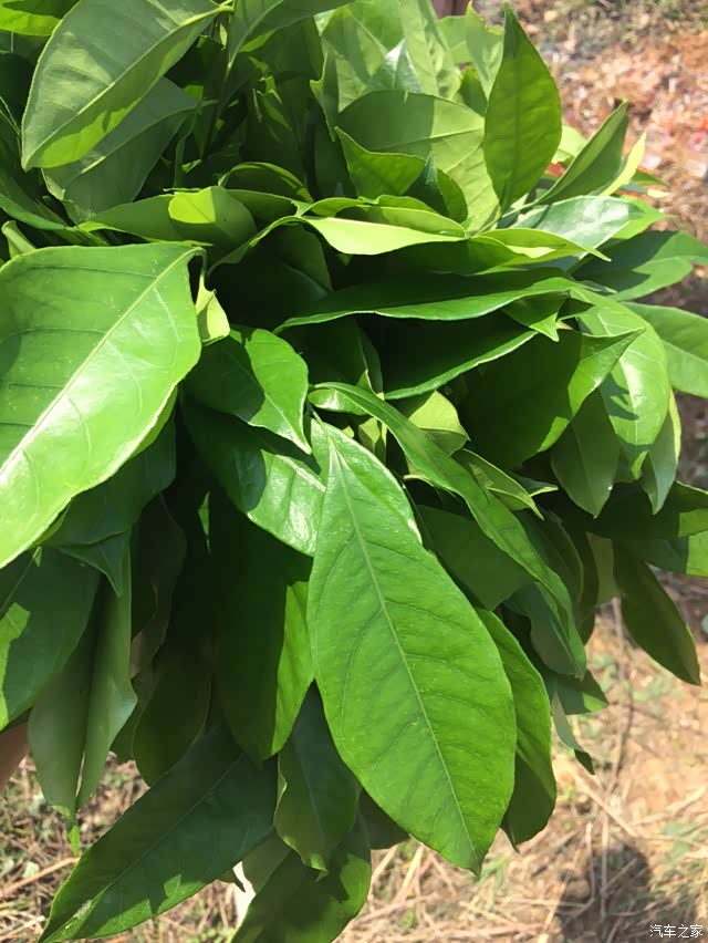 三月三龙州,宁明游