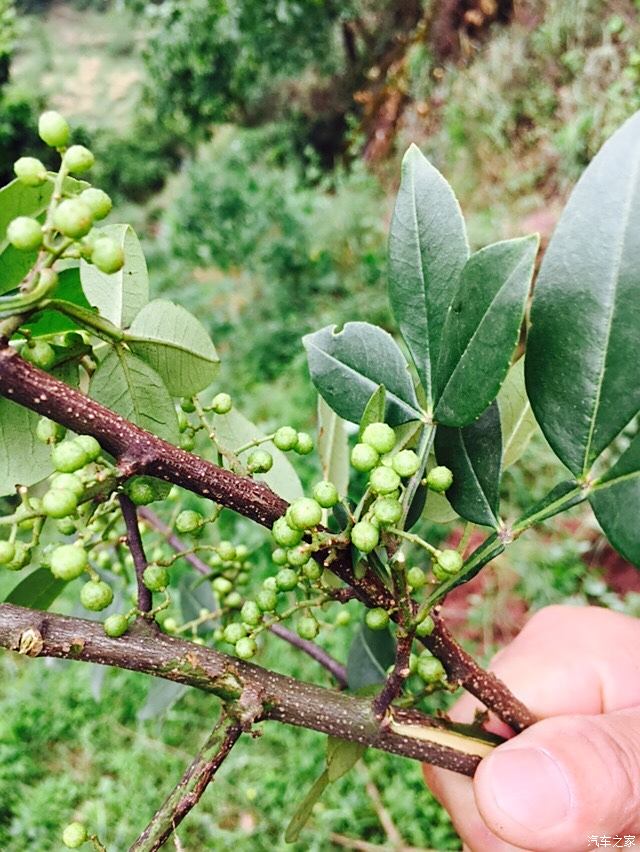 家花椒和野花椒的图片图片