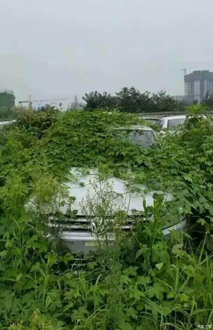 车上都长草了太久没有开车了