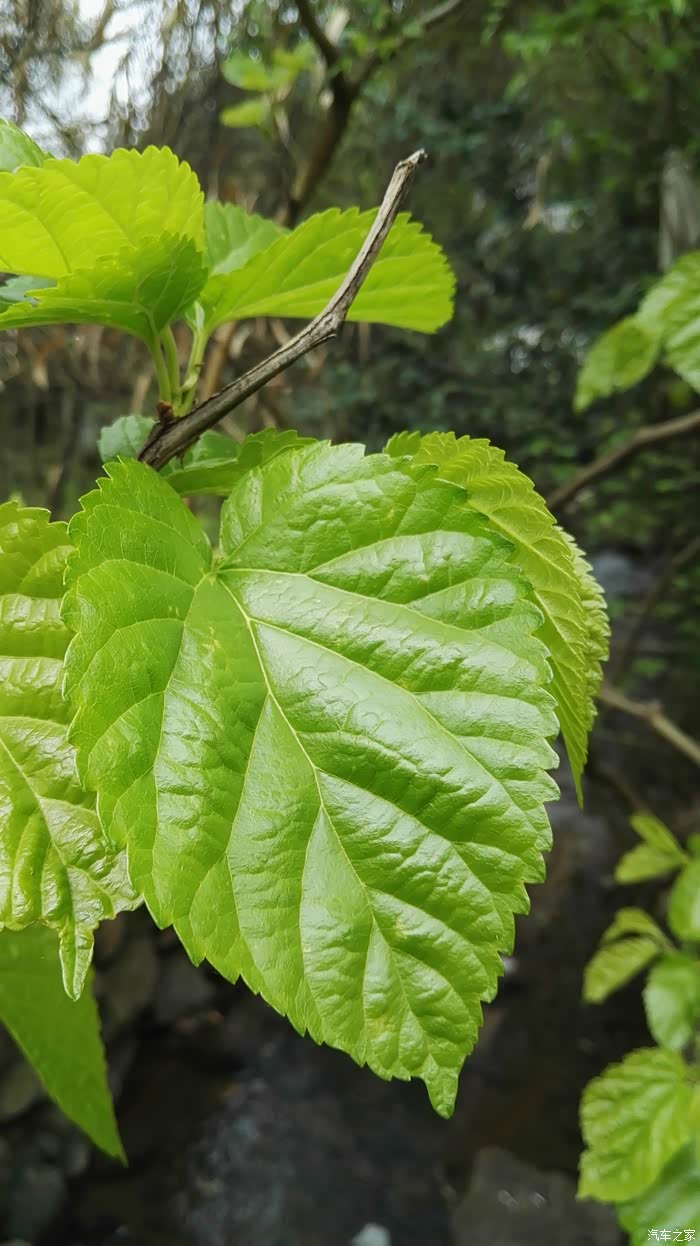 野桑树发芽抽枝,翠绿翠绿的