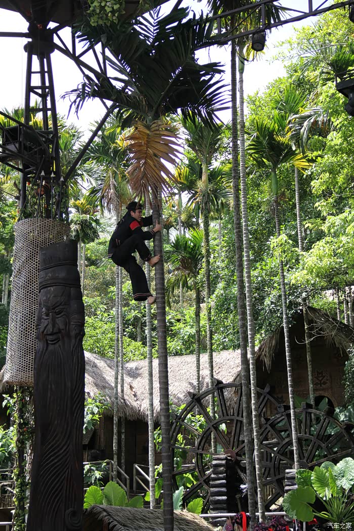 伙子身手就矫健,赤脚爬槟榔树