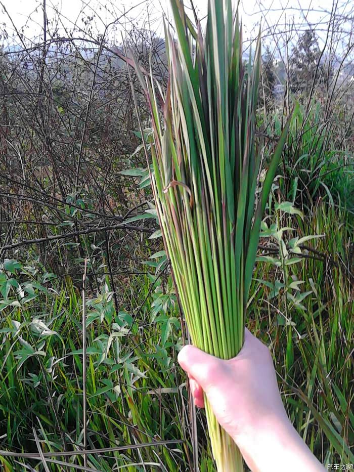 童年的回忆原创卡罗拉引忆童年时光