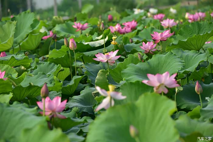 荷色生香【广汉南兴欢喜花田】