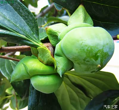 今天给大家欣赏绿色的太行山柿子