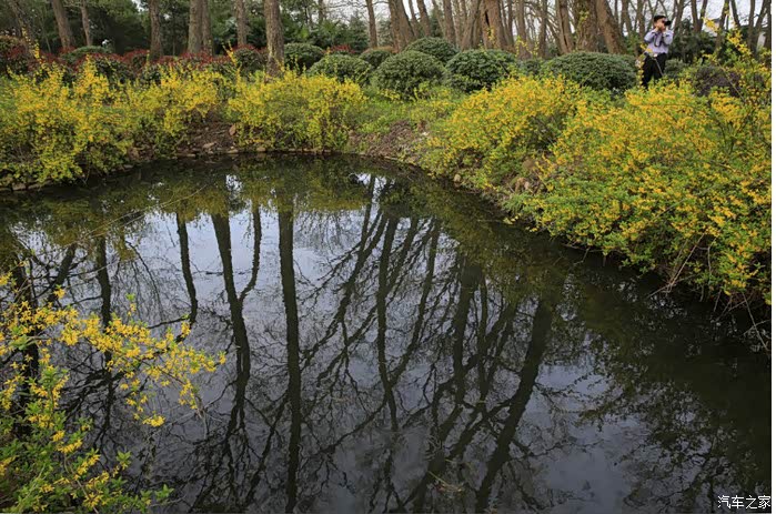 周末畅玩——庐江相思林
