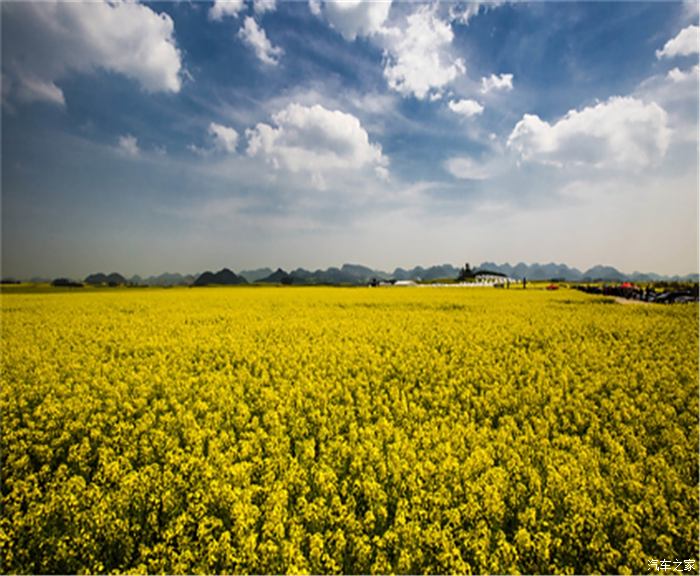 铜梁油菜花图片