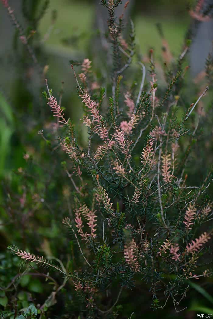 帚石楠,还是一小丛,没开花,杆子粉色的,也很好看!
