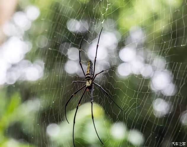 大蜘蛛名叫"花姑娘",身上有一红点是雄性,正在给它按摩,以赢得芳心.