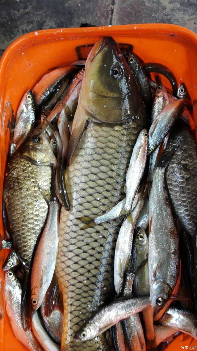 最近几次渔获欢迎围观