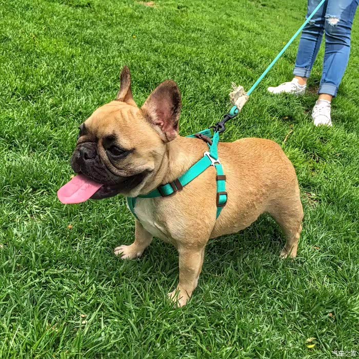 狗红驼驼狗红安琪