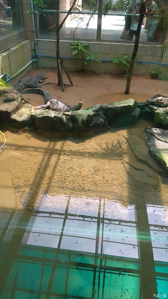 广州动物园之旅,狮子,老虎,大象,长劲鹿与我们约会.