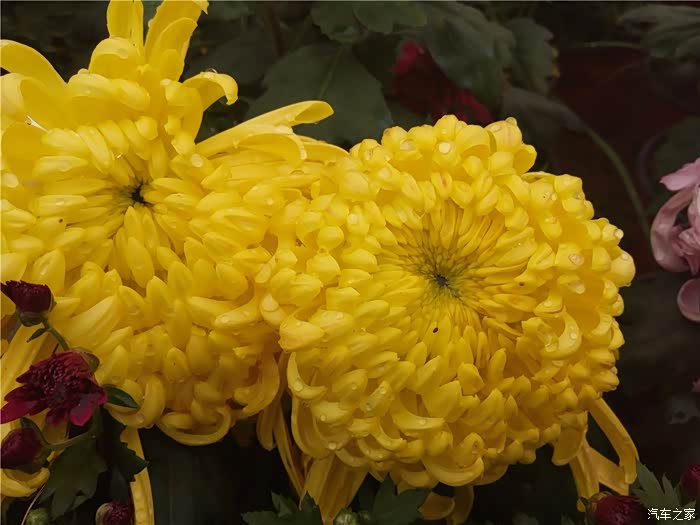 【图】赣江之滨 摩天轮下 菊花朵朵开 冬赏菊 来来来_江西论坛_汽车之