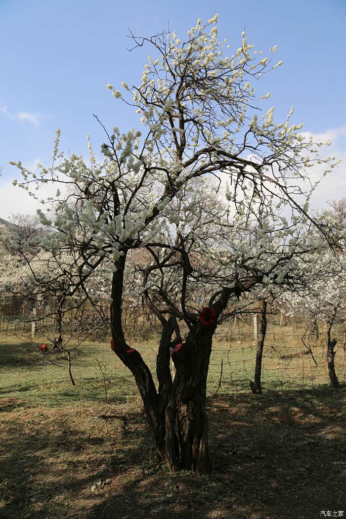 姐妹去乌素图看杏花