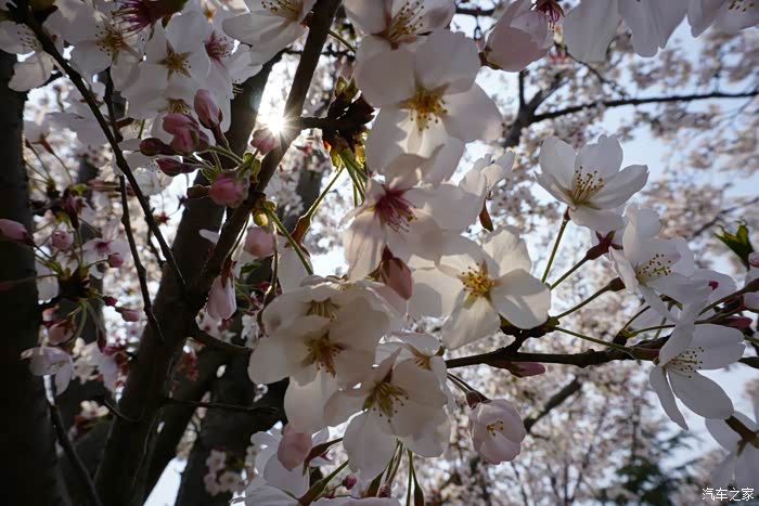 五瓣花瓣的樱花,真是令人神往,真心的漂亮