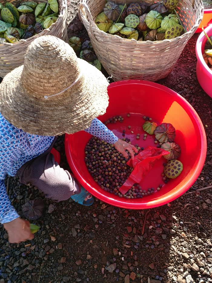 阿婆在剥莲子,老板说二十块斤.我打算买二斤回去煮汤喝,还没尝过呢