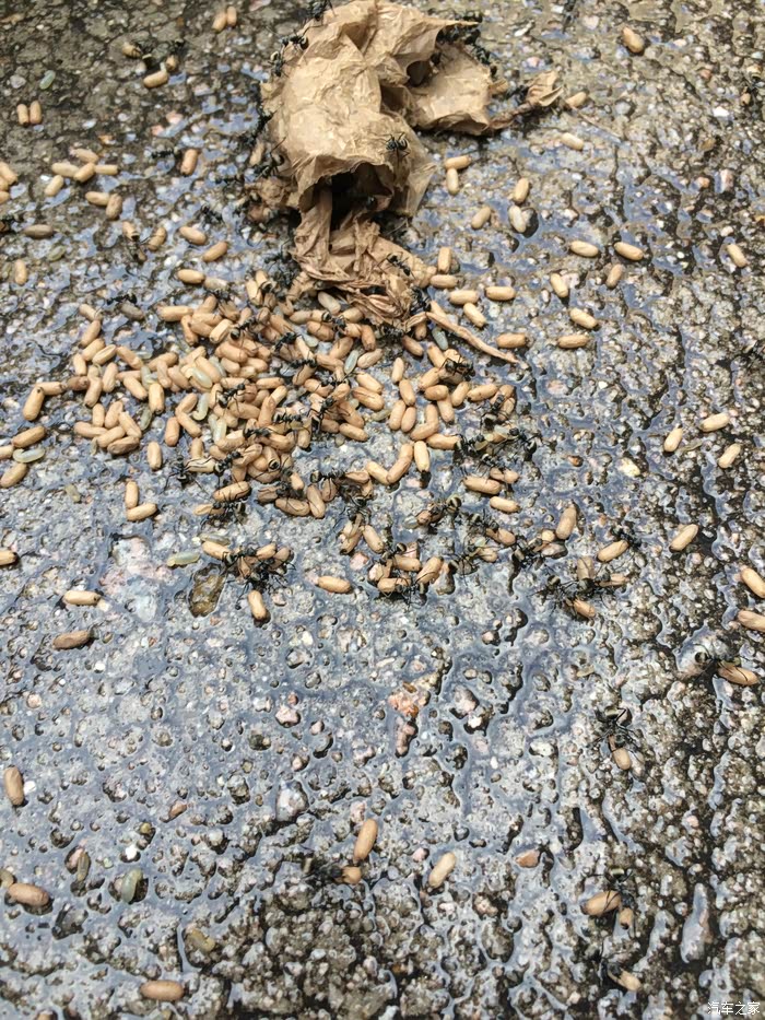 呵呵,一堆蚂蚁卵!从哪里来呢?