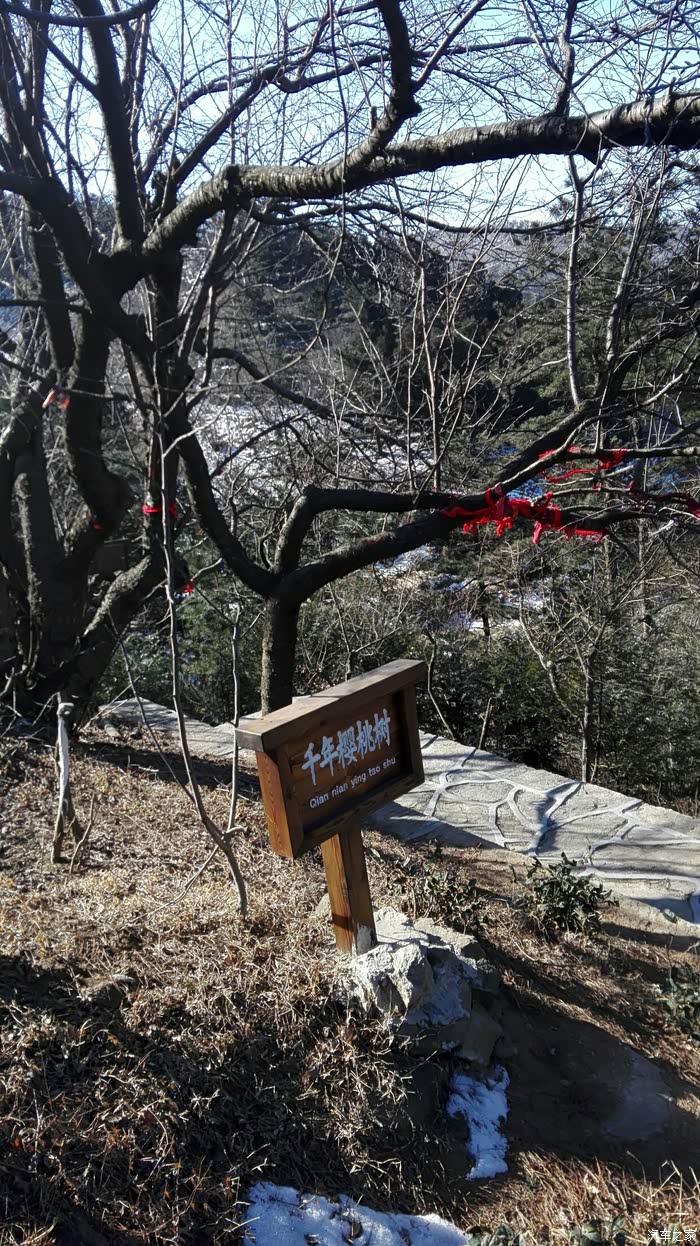千年樱桃树,不知道是不是真