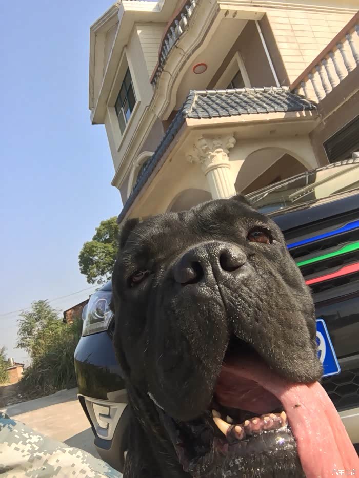 天气大好给小黑拍组写真有特邀车模哟