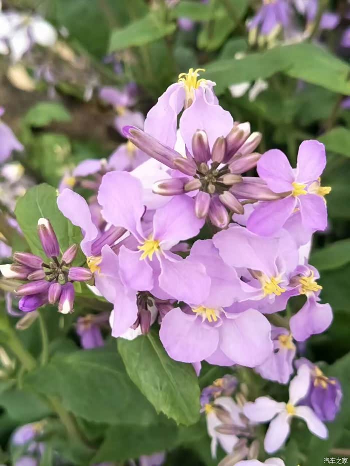 文艺青年请进入如画的风景如诗的文字虎7陪你看杜鹃