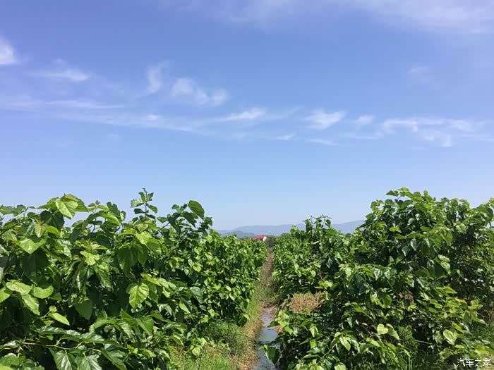 【图】乌溪小镇桑葚红,母亲节全家喜采摘_江西论坛_汽车之家论坛