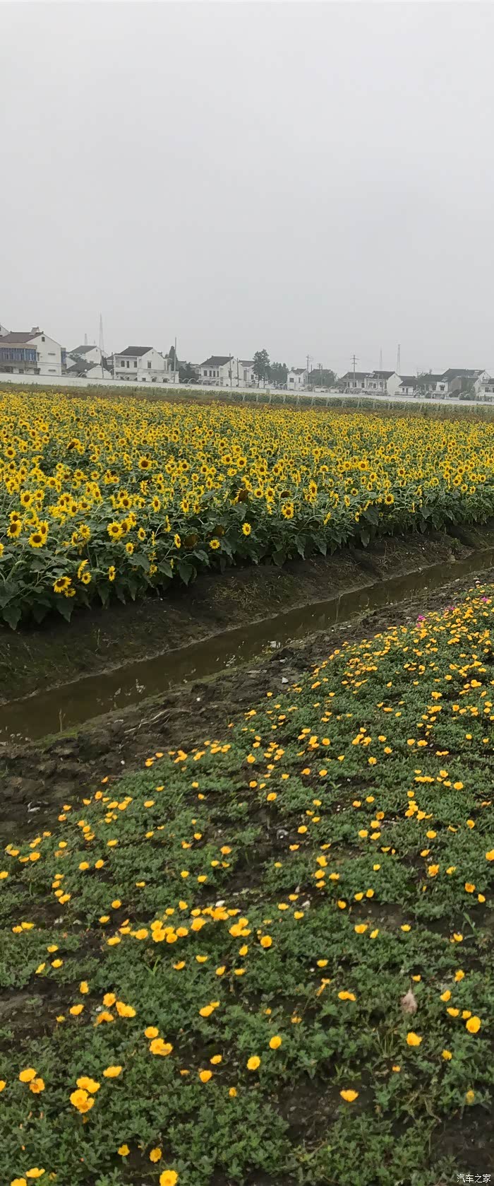 无锡车友会065美栖花田一游