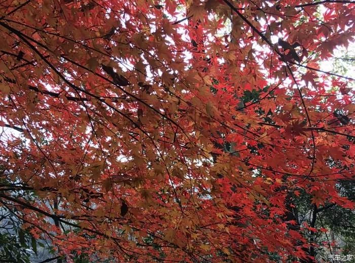 红色双叶红满天,配上爱车更惬意