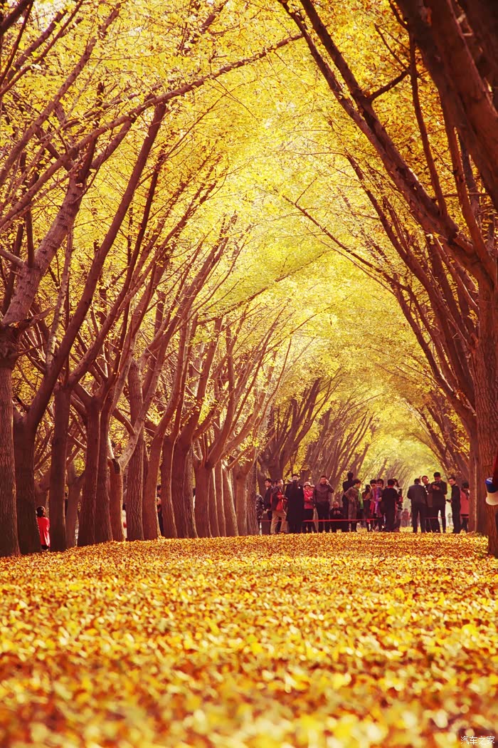 唯美银杏时光隧道——徐州万帮凯迪拉克xts霸气出游!