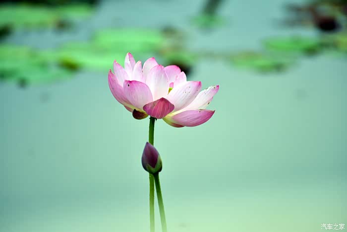 拍莲心经-爱莲之美.人皆有之.