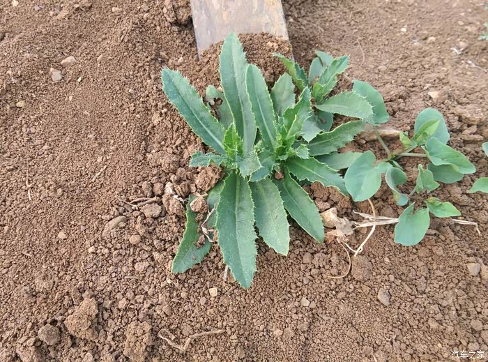 油刃有余万亩榴园森林绿道自驾游