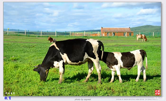 风光八日行摄呼伦贝尔之草原和马牛羊